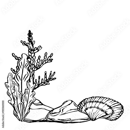 Seabed landscape with Seashells and Seaweed. Underwater design template drawing in line art style. Hand drawn vector illustration of undersea: algae, corals, seashells painted by black ink. Marine art