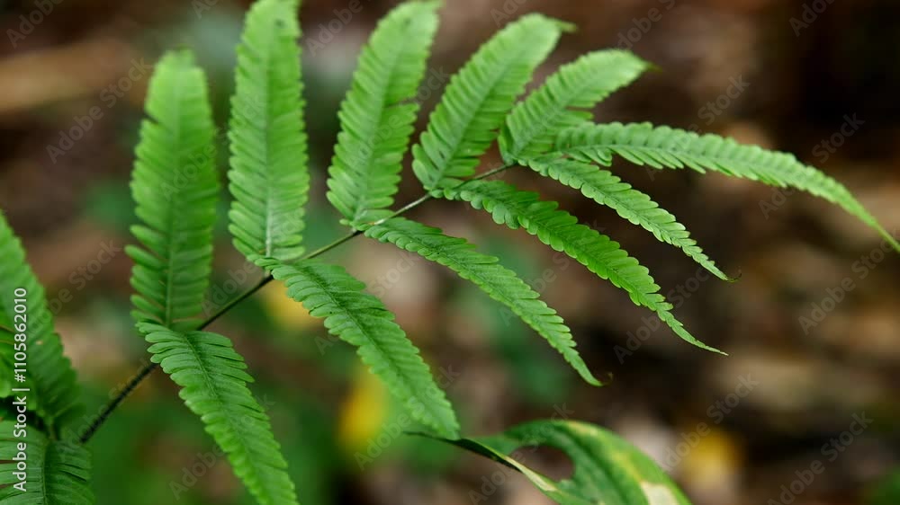 The swaying fern fronds. Tropical leaves background The swaying fern fronds. Tropical leaves background