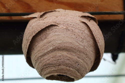 Nido de avispa velutina