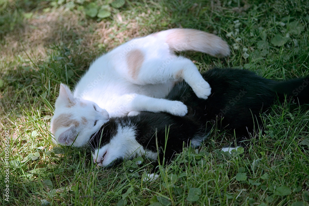 Chaton Chaton