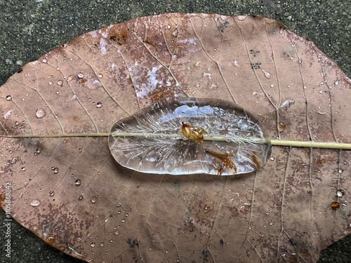 Ice on leaf