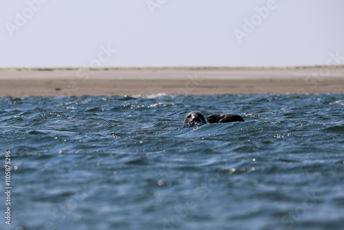 two seals next to each other looking out of the water