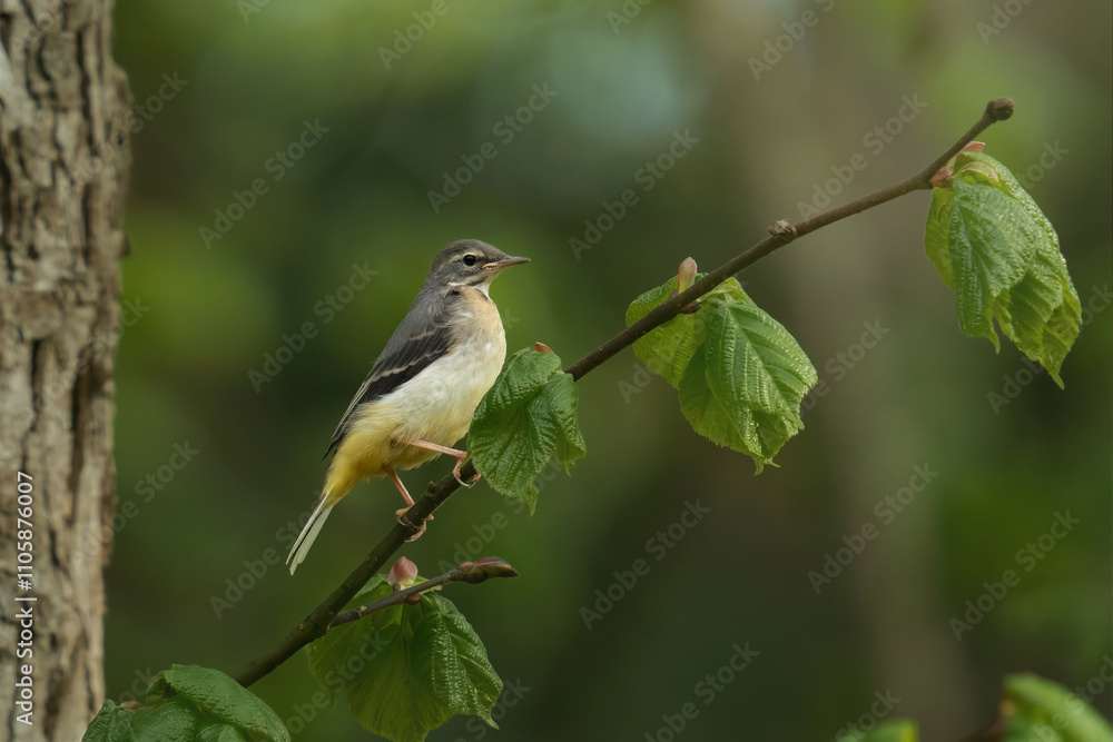 Fototapeta premium pliszka górska (Motacilla cinerea)
