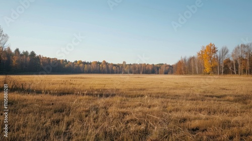 Expansive meadow with short grass, distant forest, and clear sky in park on sunny autumn day.