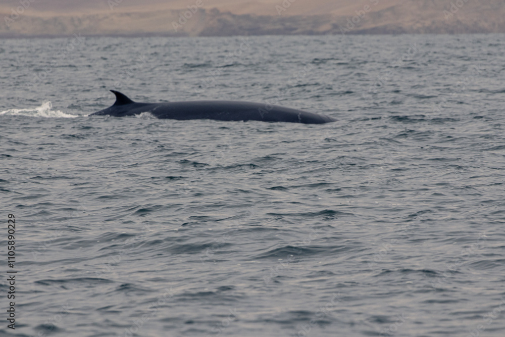 Fototapeta premium Peru