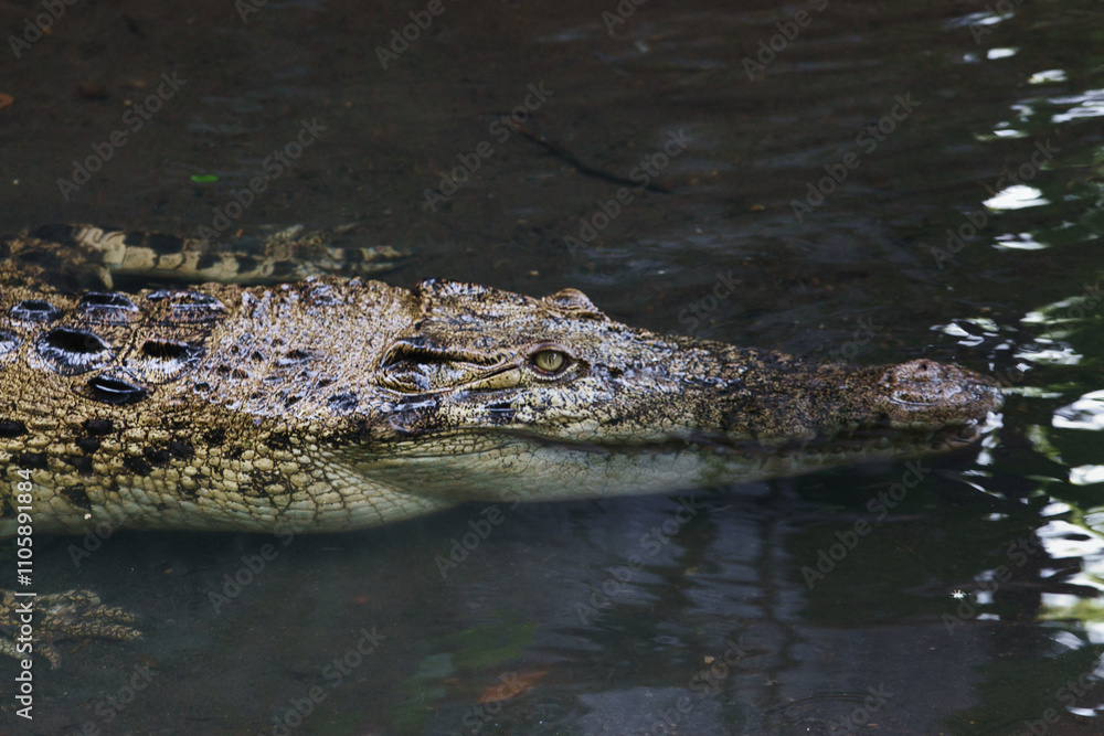 Close-Up of a Saltwater Crocodile or Crocodylus porosus Partially Submerged in Water Close-Up of a Saltwater Crocodile or Crocodylus porosus Partially Submerged in Water