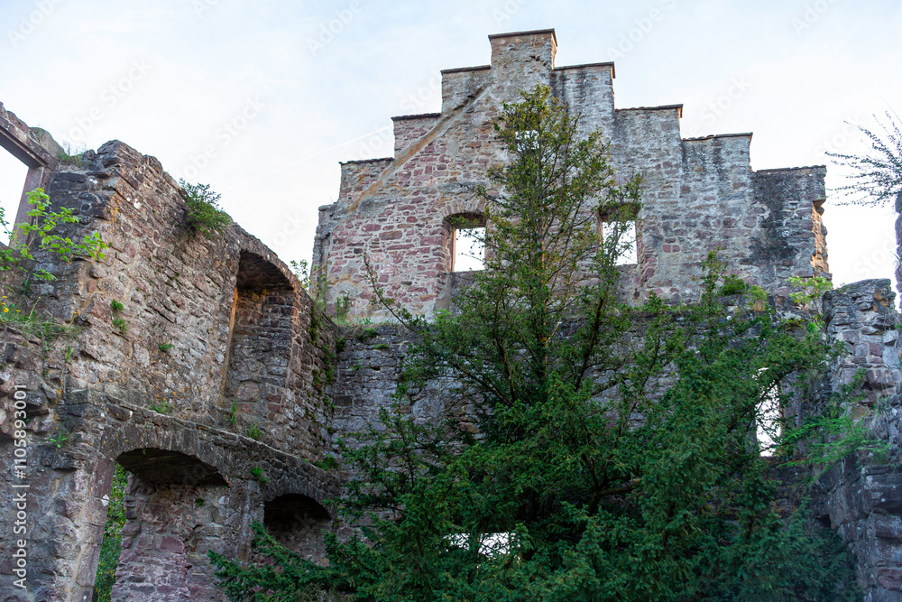 Ruine der Burg Zavelstein im Kreis Calw in Baden-Württemberg, Nordschwarzwald. Ruins of Zavelstein Castle in the district of Calw in Baden-Württemberg, northern Black Forest Ruine der Burg Zavelstein im Kreis Calw in Baden-Württemberg, Nordschwarzwald. Ruins of Zavelstein Castle in the district of Calw in Baden-Württemberg, northern Black Forest