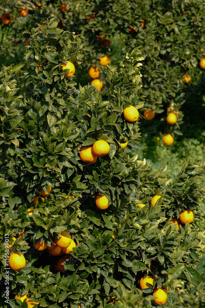 Arance di Ribera is a typical orange produced in Sicily near Agrigento Arance di Ribera is a typical orange produced in Sicily near Agrigento