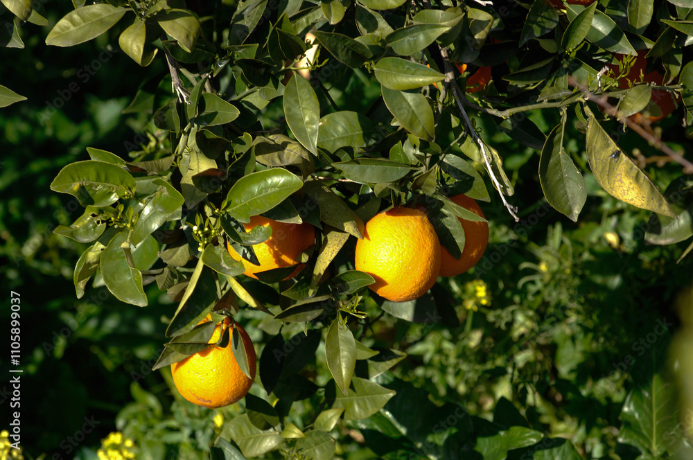 Arance di Ribera is a typical orange produced in Sicily near Agrigento Arance di Ribera is a typical orange produced in Sicily near Agrigento