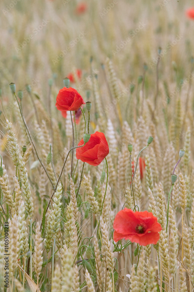 Naklejka premium Coquelicots