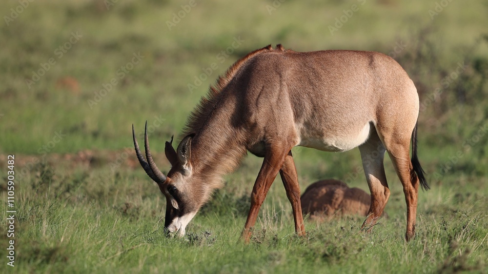 Roan Antelope grazing Roan Antelope grazing