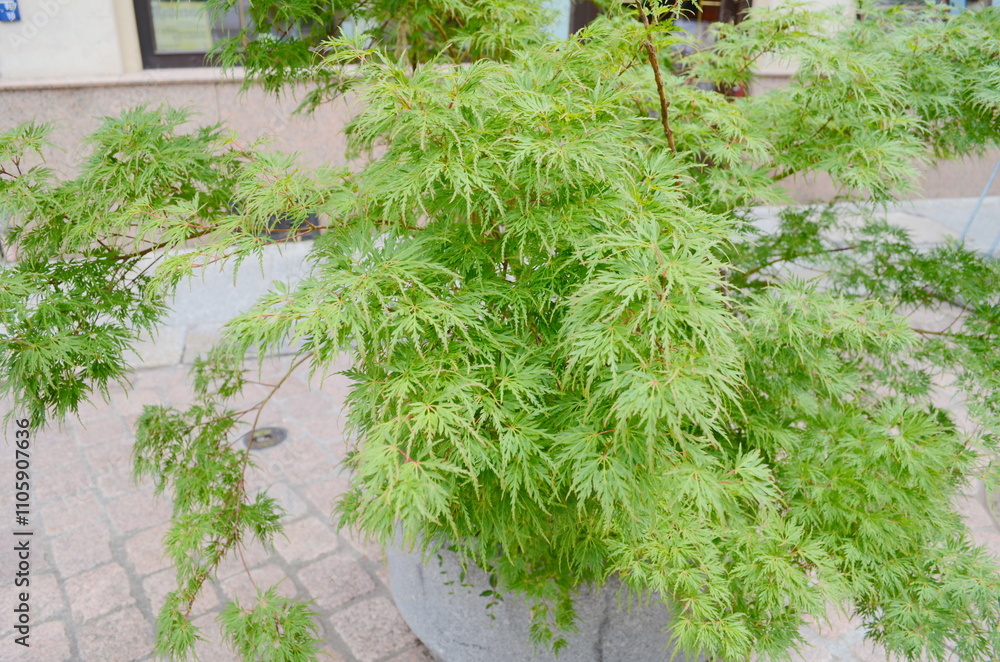 Close-up of japanese maple tree - Acer palmatum dissectum Close-up of japanese maple tree - Acer palmatum dissectum