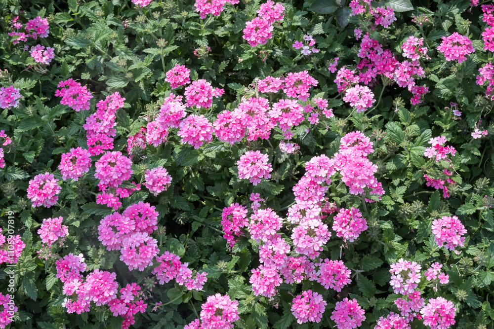 Fototapeta premium Beautiful Verbena Hybrida flowers. 