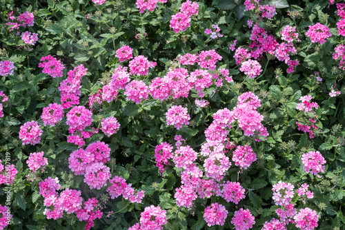 Beautiful Verbena Hybrida flowers.	 photo