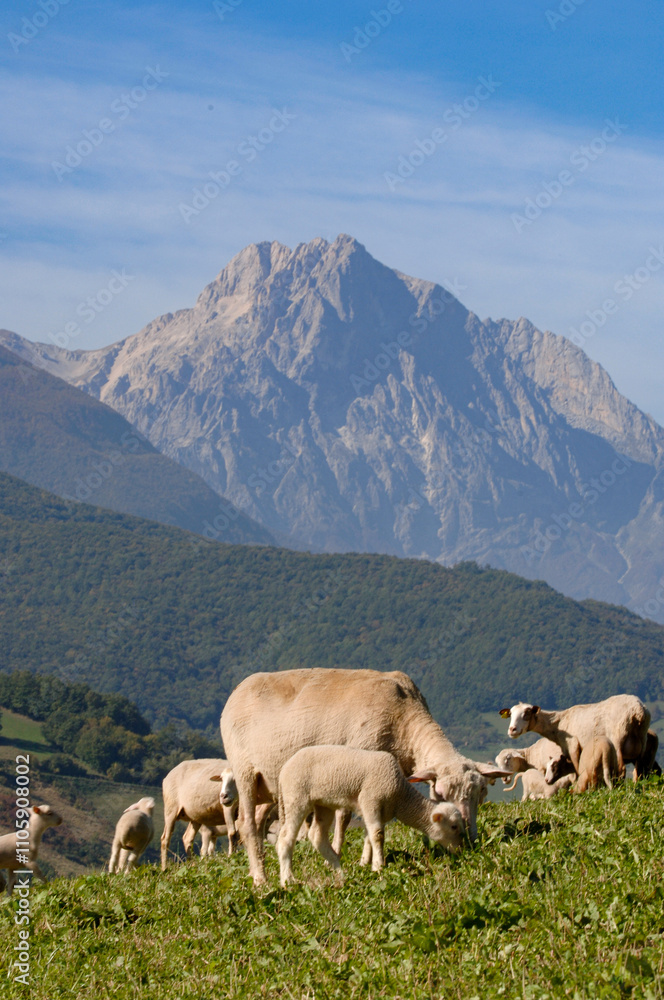Pecorino di Farindola typical sheep cheese produced in Abruzzo by the women of Farindola inside the Gran Sasso National Park. the pastures where the flocksand in the background the Gran Sasso peak Pecorino di Farindola typical sheep cheese produced in Abruzzo by the women of Farindola inside the Gran Sasso National Park. the pastures where the flocksand in the background the Gran Sasso peak