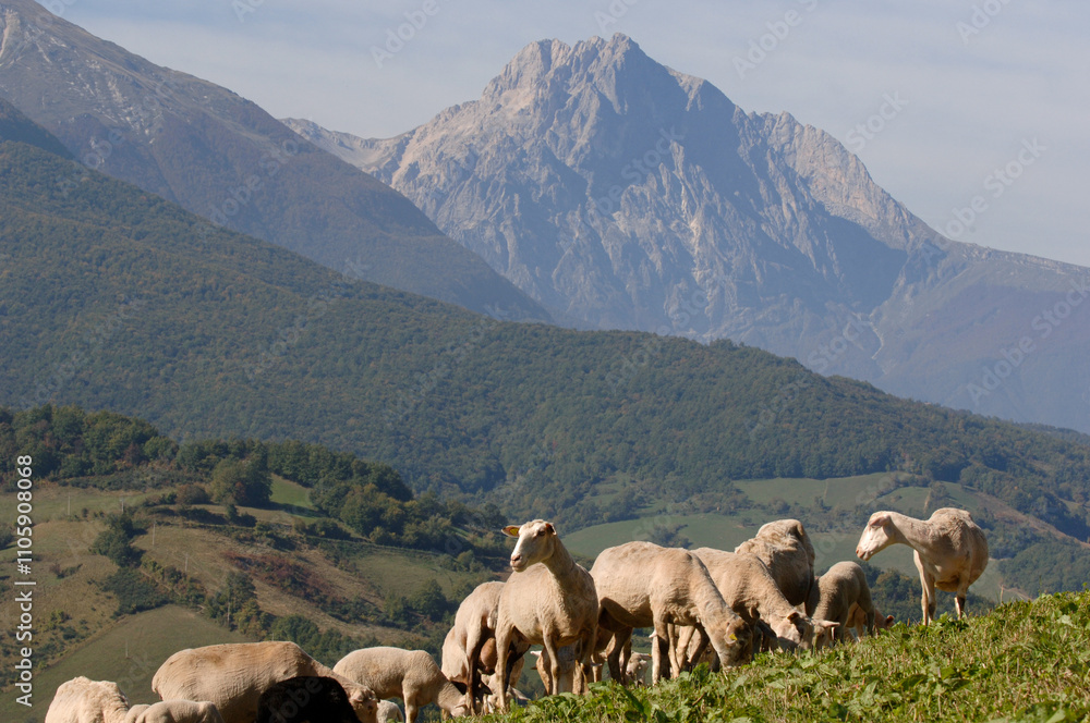 Fototapeta premium Pecorino di Farindola typical sheep cheese produced in Abruzzo by the women of Farindola inside the Gran Sasso National Park. the pastures where the flocksand in the background the Gran Sasso peak
