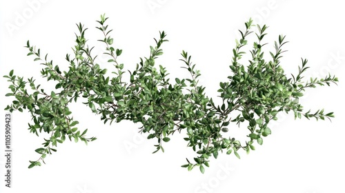 Bundle of fresh thyme and rosemary, transparent background 