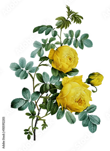 Wallpaper Mural yellow rose isolated on white Torontodigital.ca