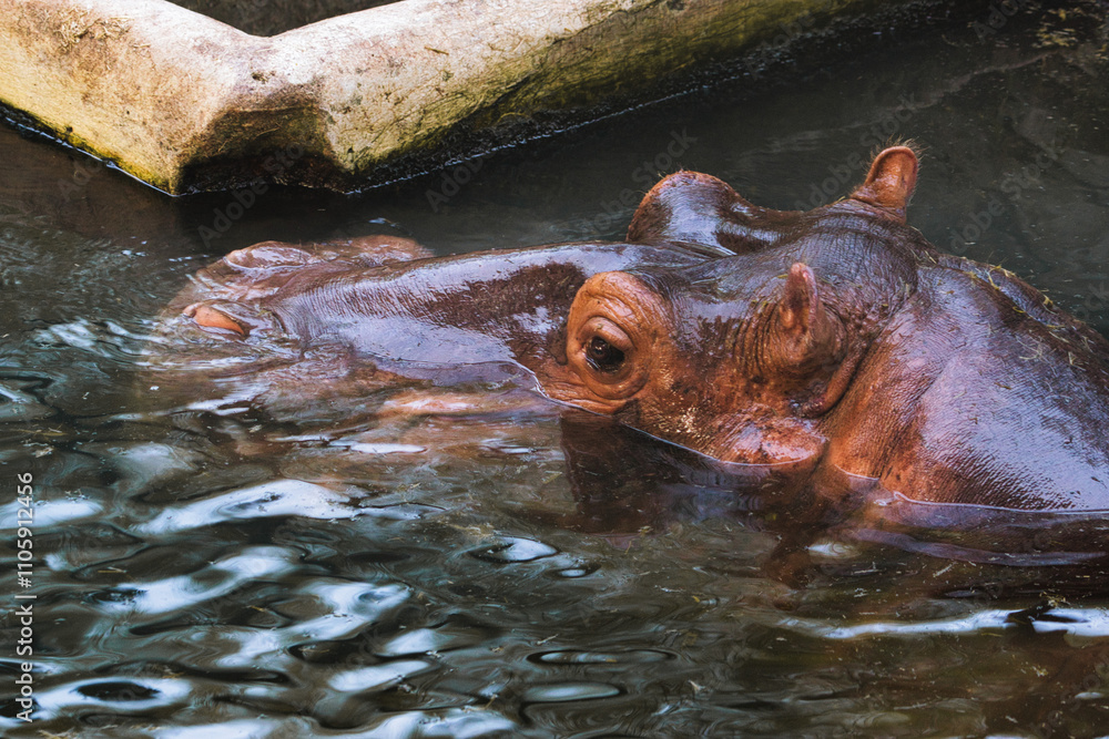 Close-Up of Hippopotamus Partially Submerged in Water Close-Up of Hippopotamus Partially Submerged in Water