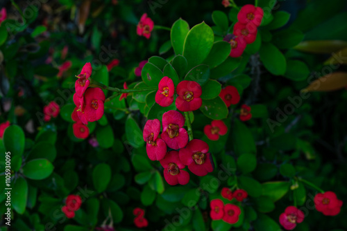 Commonly known as the crown of thorns or Christ plant	 photo