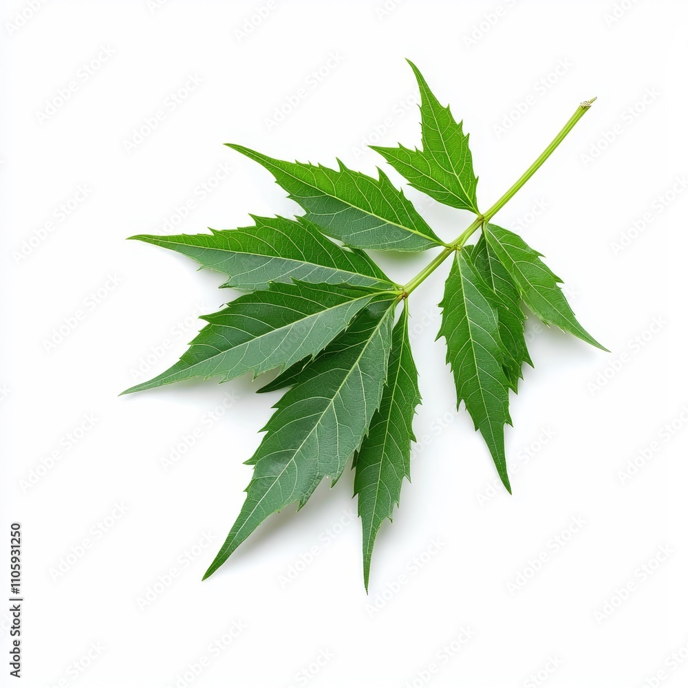 Fresh Sprig of Neem Leaves with Sharp Pointed Tips on White Background Fresh Sprig of Neem Leaves with Sharp Pointed Tips on White Background