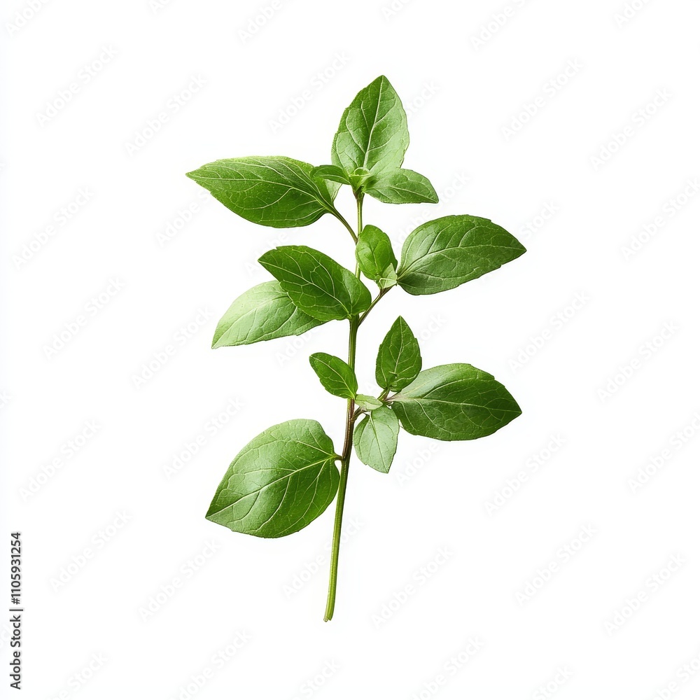 Fototapeta premium Fresh Sprig of Marjoram with Soft Green Leaves on White Background