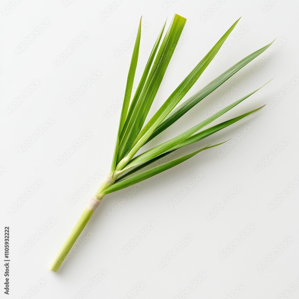 Fresh Green Lemongrass Stalk on a Minimalist Background Fresh Green Lemongrass Stalk on a Minimalist Background