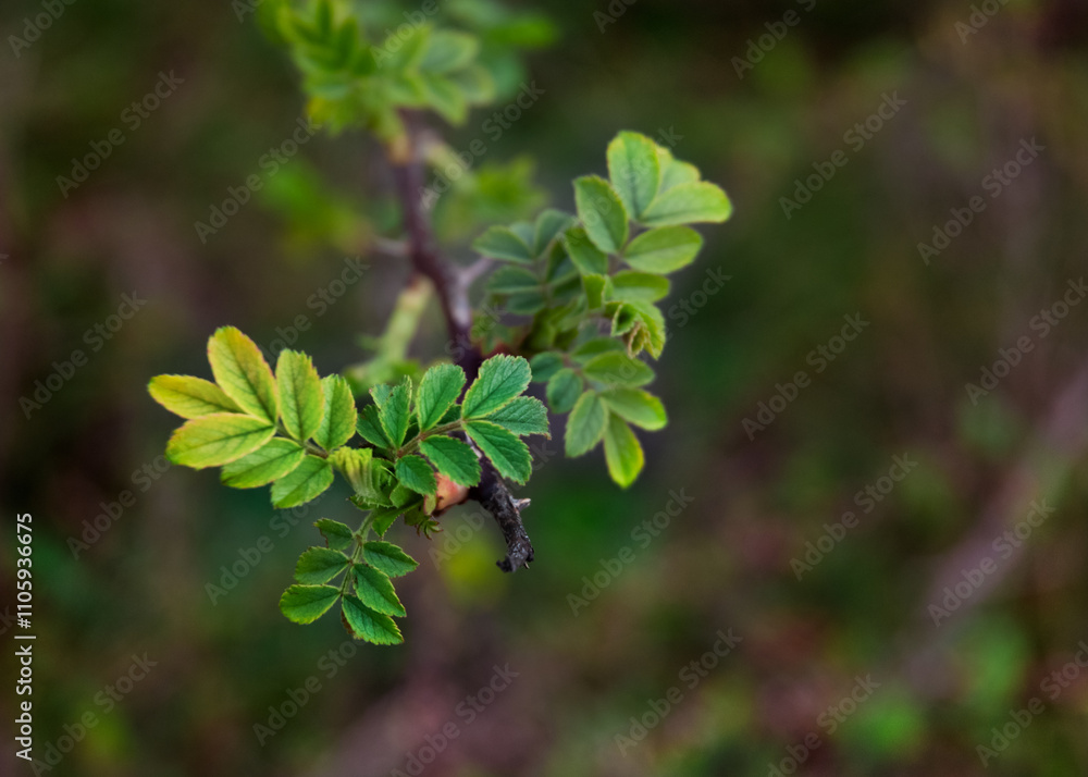 Green leaves in a falling branch in the spring. Green leaves in a falling branch in the spring.