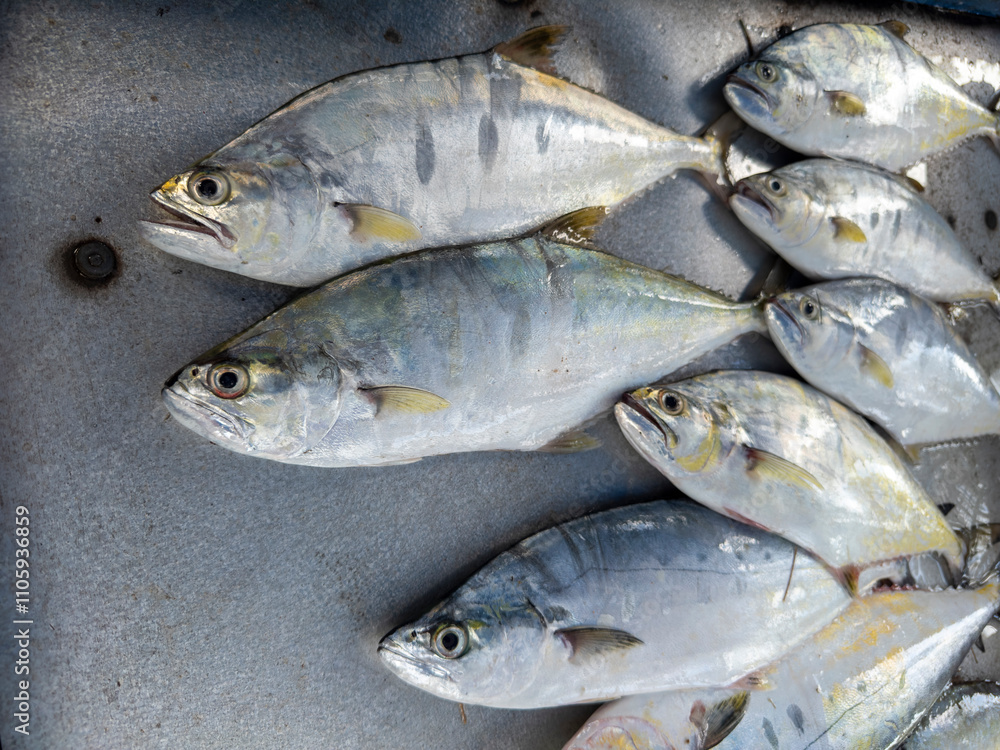 Obraz premium Background of fresh raw sea fish sell in fishery fresh market