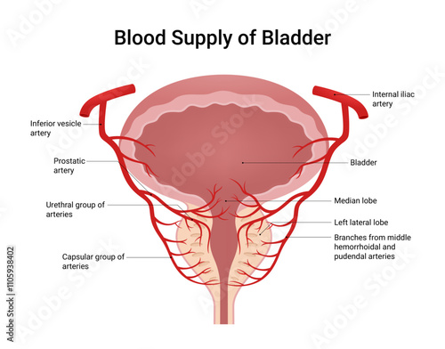 Blood Supply of the Bladder
