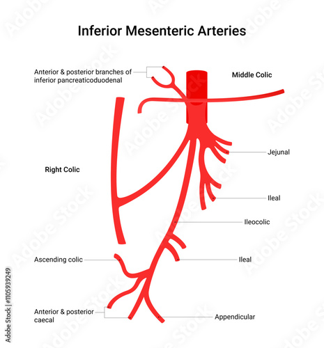 Anatomy of Inferior Mesenteric Arteries