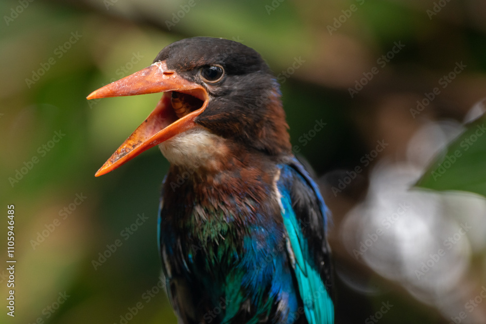 Fototapeta premium The Javan kingfisher (Halcyon cyanoventris), sometimes called the blue-bellied kingfisher or Java kingfisher