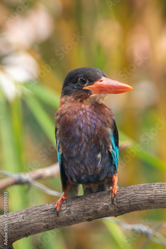 The Javan kingfisher (Halcyon cyanoventris), sometimes called the blue-bellied kingfisher or Java kingfisher photo