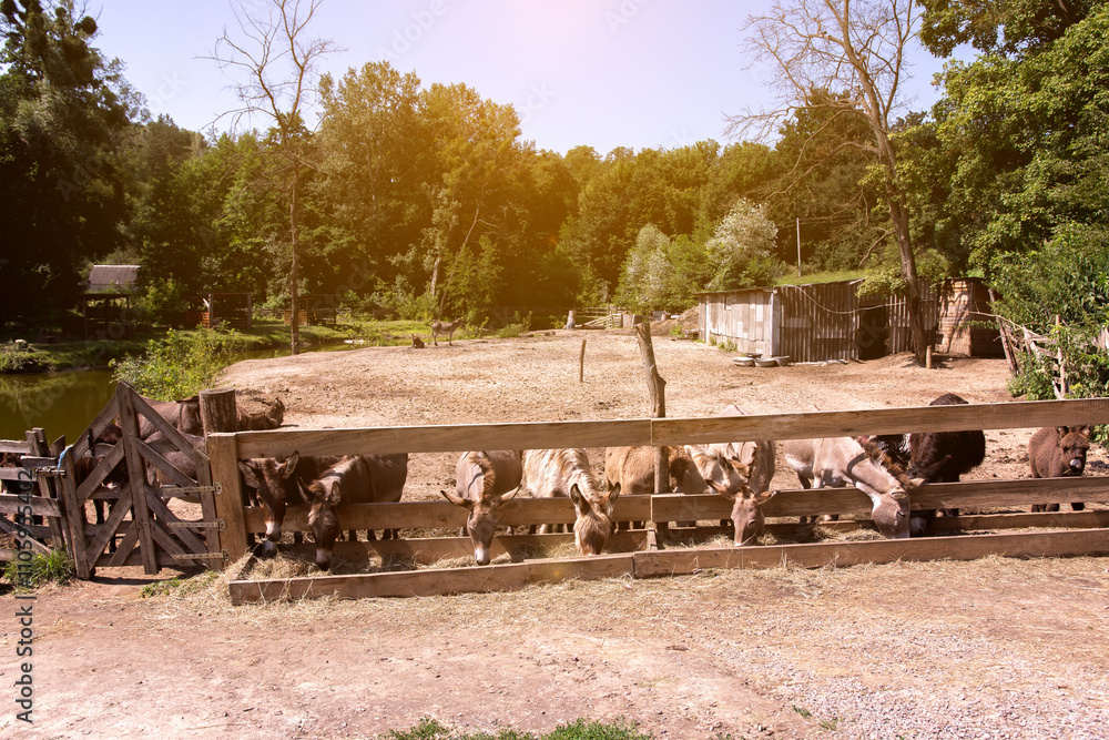 Obraz premium A serene farm scene with donkeys feeding behind a wooden fence, surrounded by lush greenery and rustic buildings, perfect for depicting rural life and agricultural themes