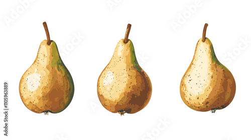 Set of pear fruit watercolor isolated clipart pears on white background. Vector fruits illustration