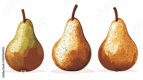 Set of pear fruit watercolor isolated clipart pears on white background. Vector fruits illustration