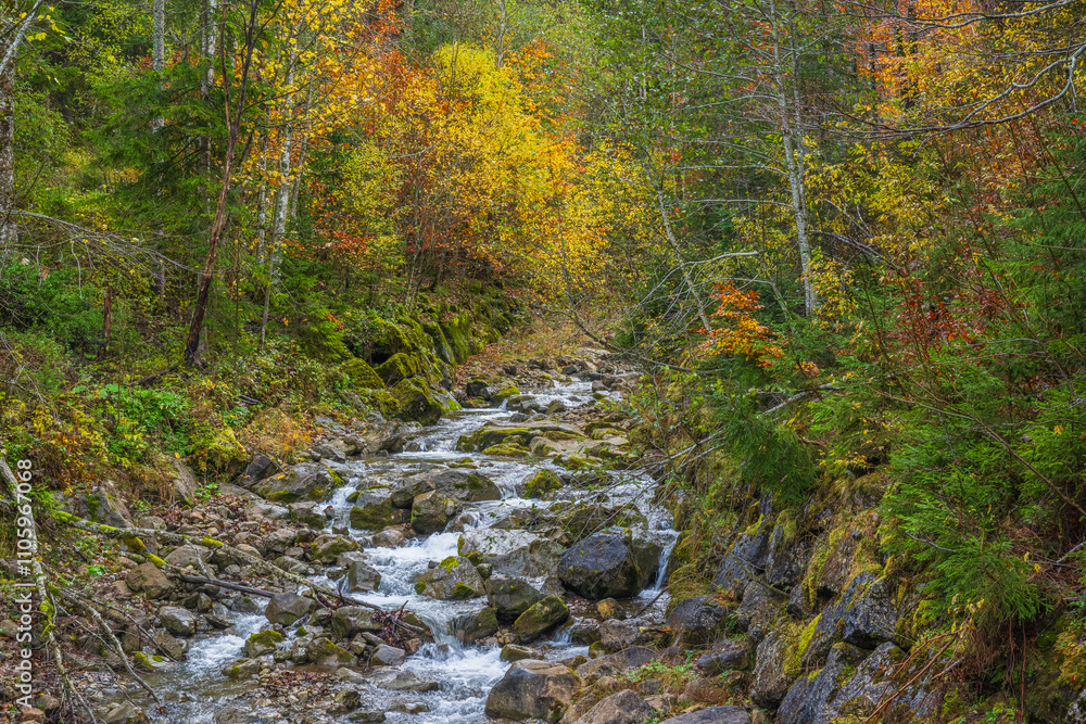 Colorful Fall Leaves in Autumn on the way to Schönenbach, Region of Bregenzerwald, State of Vorarlberg, Austria Colorful Fall Leaves in Autumn on the way to Schönenbach, Region of Bregenzerwald, State of Vorarlberg, Austria