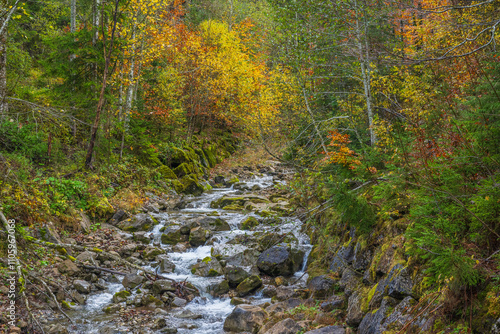 Colorful Fall Leaves in Autumn on the way to Schönenbach, Region of Bregenzerwald, State of Vorarlberg, Austria