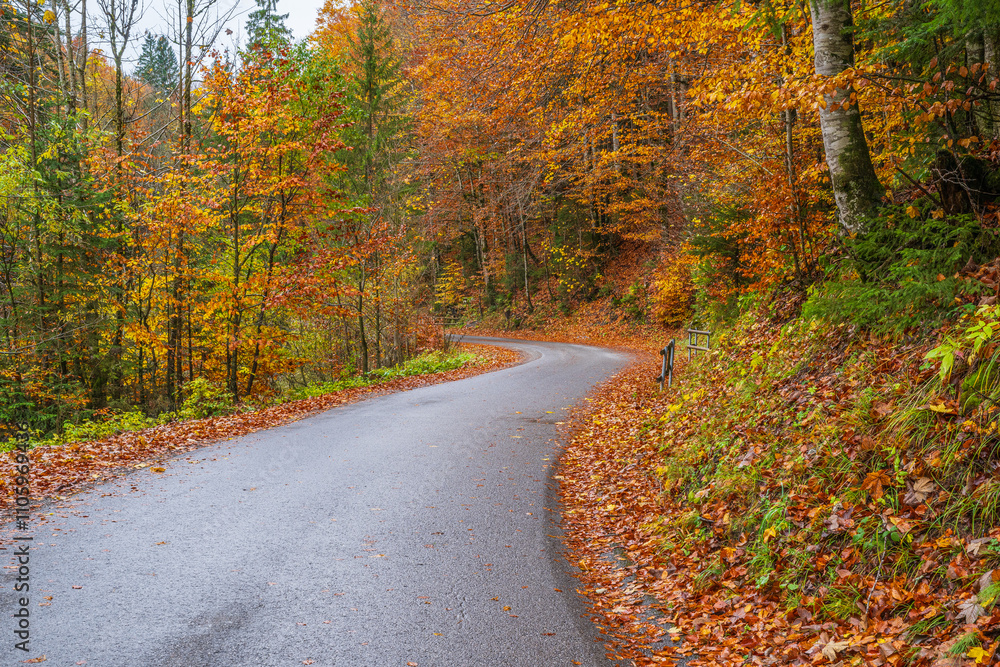 Fototapeta premium Colorful Fall Leaves in Autumn on the way to Schönenbach, Region of Bregenzerwald, State of Vorarlberg, Austria