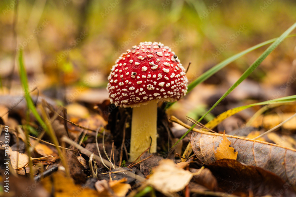 Bright red and white spotted fly agaric mushroom in autumn forest, poisonous but magical, detailed close-up conveys the beauty of nature. Beautiful fly agaric mushroom in autumn forest. Bright red and white spotted fly agaric mushroom in autumn forest, poisonous but magical, detailed close-up conveys the beauty of nature. Beautiful fly agaric mushroom in autumn forest.