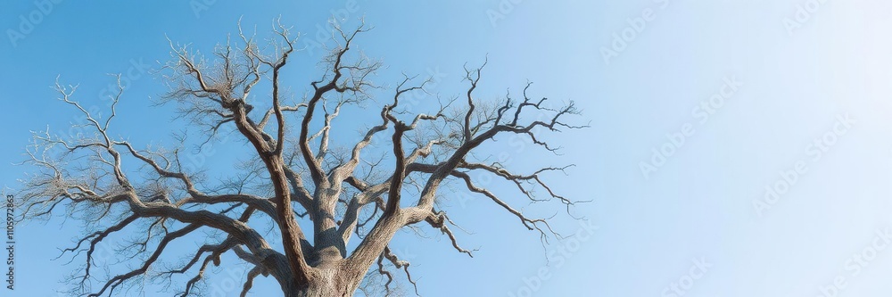 Dead and withered large tree with bare branches against a clear blue sky background, outdoor, dead, branches Dead and withered large tree with bare branches against a clear blue sky background, outdoor, dead, branches