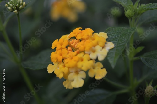 beauty of lantana camara photo