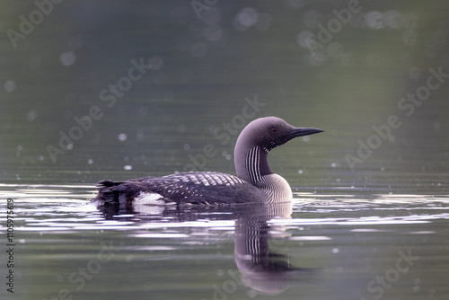 Blackthroated loon on the lake photo