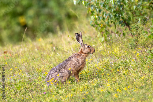 European hare on afield photo