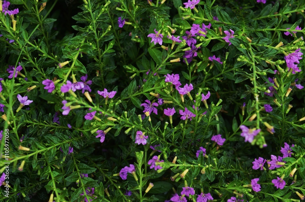 Cuphea hyssopifolia in the garden Cuphea hyssopifolia in the garden