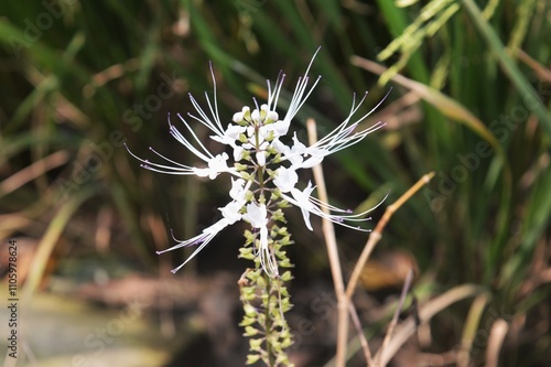 Orthosiphon aristatus flower photo