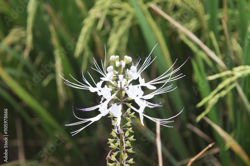 Orthosiphon aristatus flower photo