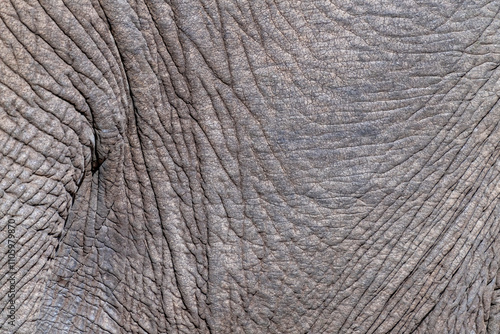 Elephant skin texture photo