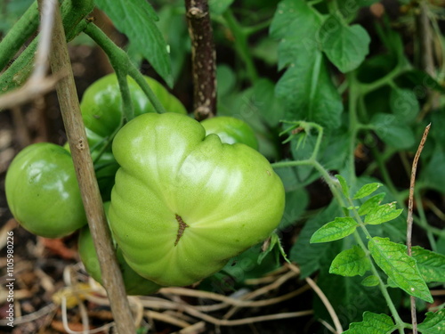 Large, green beefsteak tomato grows lushly in a raised bed. A symbol of freshness, health and sustainable cultivation photo