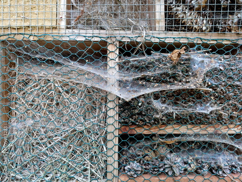 insect hotel made of various natural materials offers shelter to numerous insects. However, spiders also use the nesting aid as a hunting ground, which shows the complexity of nature. photo